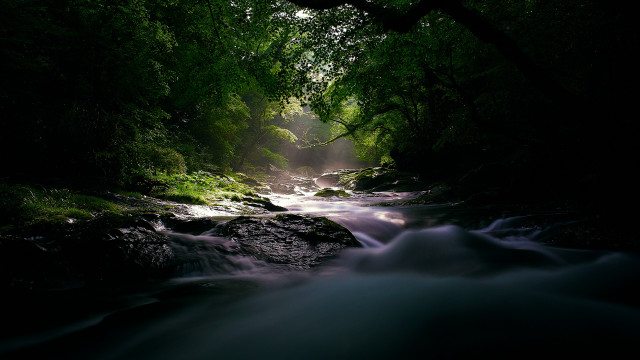 Lush forest stream rocks light free wallpaper - medium preview image
