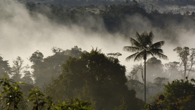 Foggy forest palm people mountains free wallpaper - medium preview image