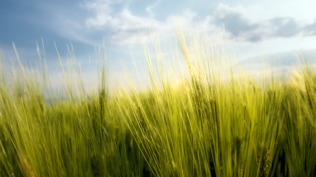 Green grass blue sky clouds #26 free wallpaper - medium preview image