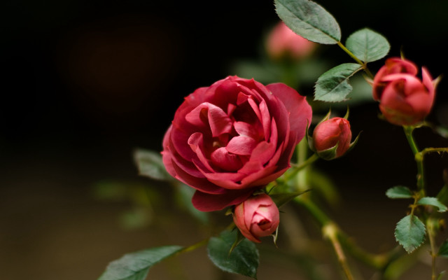 Red rose green leaves macro #3 free wallpaper - medium preview image