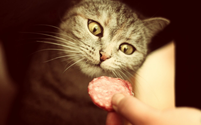Cat meat holding person closeup free wallpaper - medium preview image