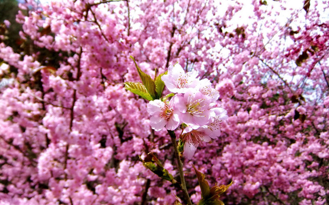 Pink flower tree sakura blossoms free wallpaper - medium preview image