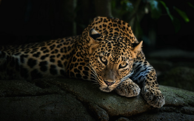 Leopard rock dark eyes closed free wallpaper - medium preview image