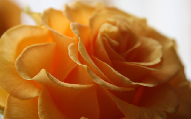Yellow rose macro shallow depth free wallpaper - medium preview image