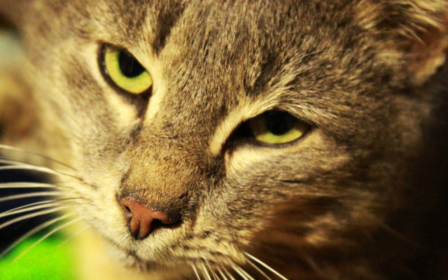 Green eyed cat close up free wallpaper - medium preview image