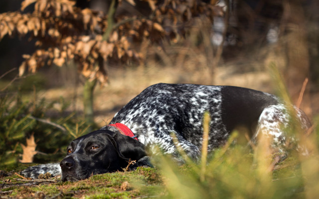 Dog grass red collar blurred free wallpaper - medium preview image