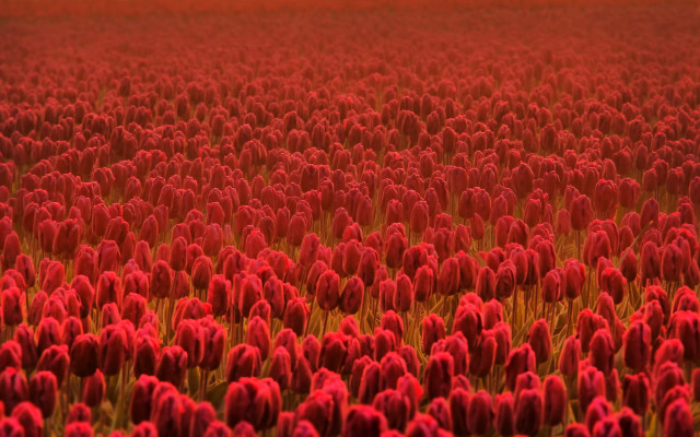 Red flower field bloom tilt free wallpaper - medium preview image