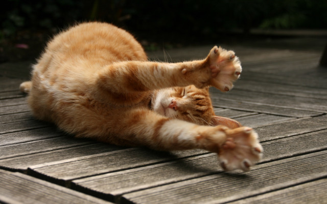 Cat laying on deck arabesque free wallpaper - medium preview image