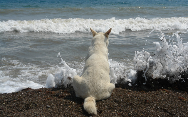 Dog beach waves outdoors sky free wallpaper - medium preview image