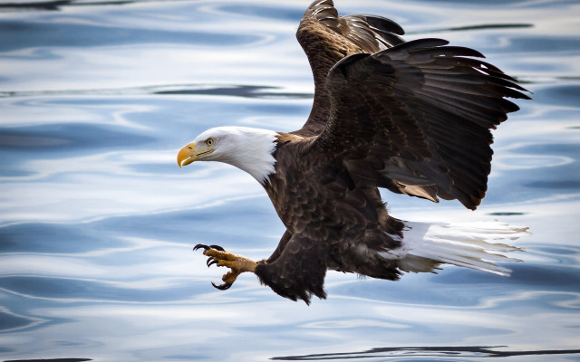Bald eagle flying fish talons free wallpaper - medium preview image