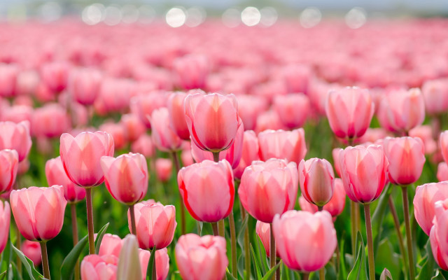 Pink tulips blurry background spring #2 free wallpaper - medium preview image