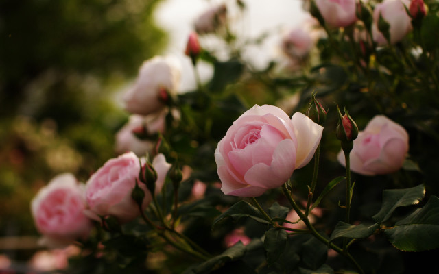 Pink roses garden bokeh macro free wallpaper - medium preview image