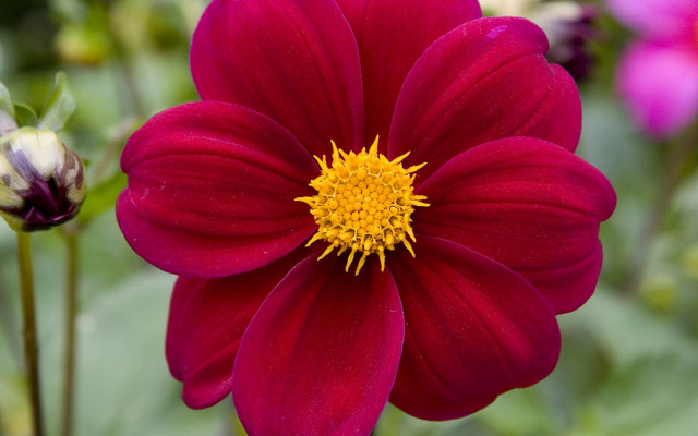 Red flower yellow center macro free wallpaper - medium preview image