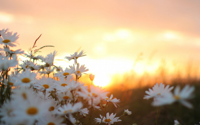 Daisy field autumn leaves bokeh free wallpaper - medium preview image