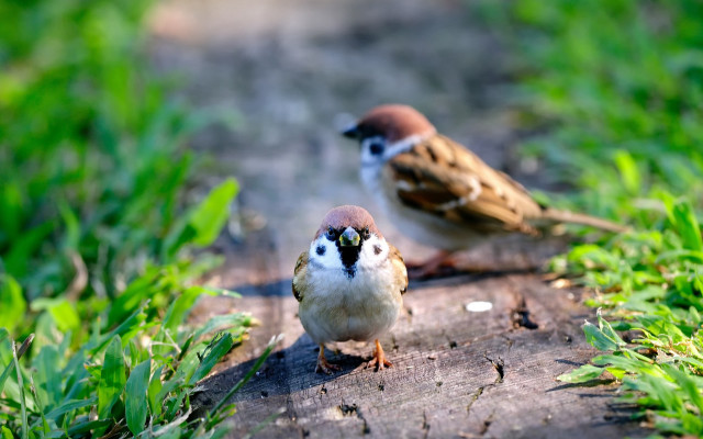 Birds log grass path blurry free wallpaper - medium preview image