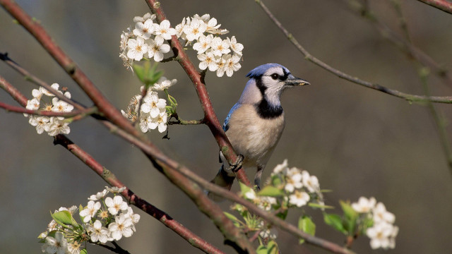 Blue white bird branch flower free wallpaper - medium preview image