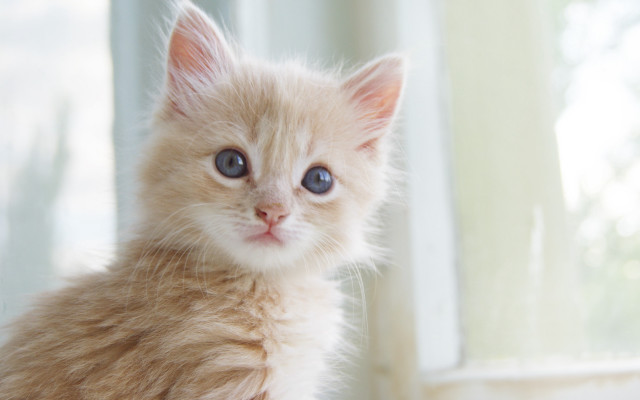 Blue eyes kitten window curtains free wallpaper - medium preview image