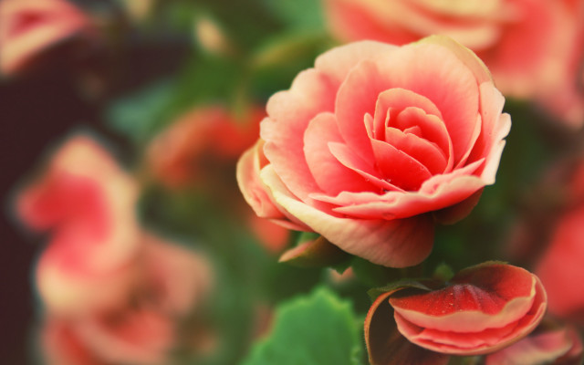 Pink rose green leaves blurry #3 free wallpaper - medium preview image