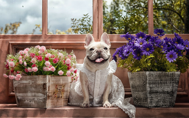 Dog flowers window sill basket free wallpaper - medium preview image