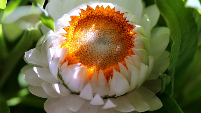 White flower yellow center green #10 free wallpaper - medium preview image