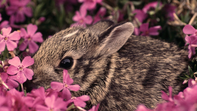 Rabbit pinkflowers grass beatrixpuzzle blurry free wallpaper - medium preview image