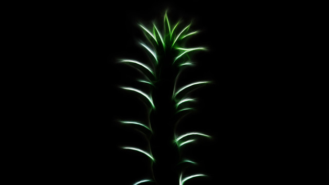 Plant green leaves dark room free wallpaper - medium preview image