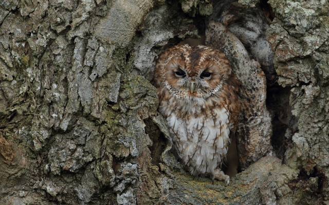 Small owl in tree trunk free wallpaper - medium preview image