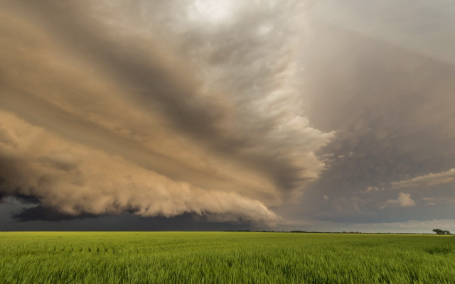Storm cloud lone tree green free wallpaper - medium preview image