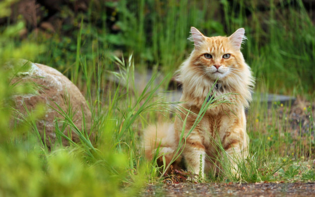 Cat grass rocks stream nature free wallpaper - medium preview image