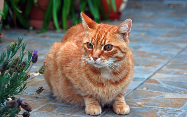 Cat plant floor potted blurry free wallpaper - medium preview image