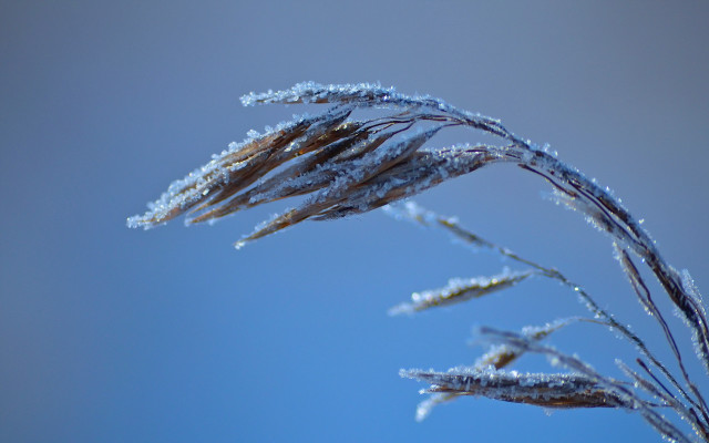 Frosted plant blue sky clouds free wallpaper - medium preview image