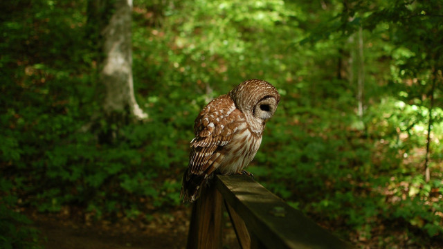 Small owl fence woods dappled free wallpaper - medium preview image