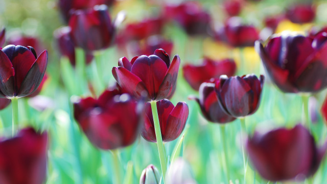 Red flower blurry bokeh macro free wallpaper - medium preview image