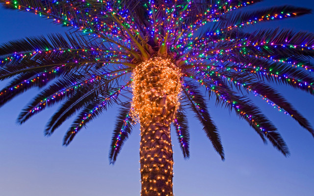 Palm tree lights blue sky free wallpaper - medium preview image