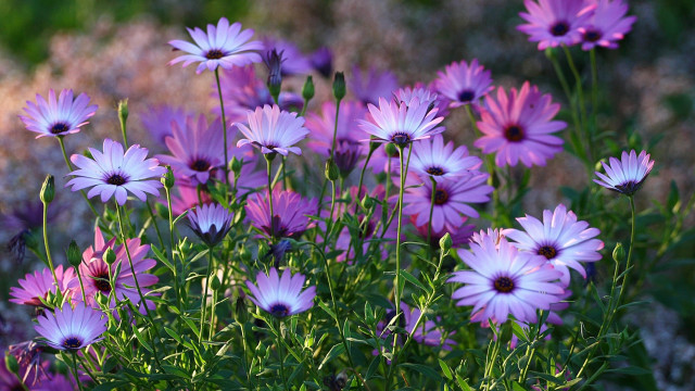 Purple flower bouquet daisy dandelion free wallpaper - medium preview image