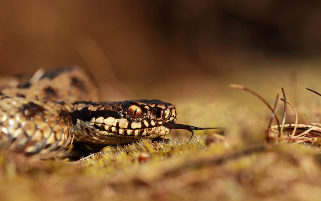Snake open mouth tongue grass free wallpaper - medium preview image