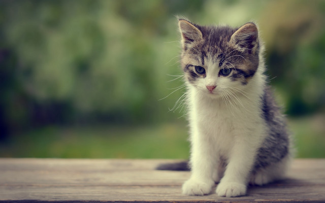 Sad kitten wooden table outdoors free wallpaper - medium preview image