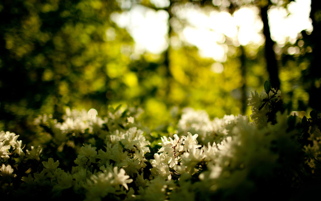 Flowers woods sunlight blurry shallow free wallpaper - medium preview image