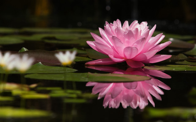 Pink flower floating pond lilies #2 free wallpaper - medium preview image