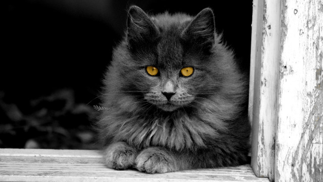 Black cat yellow eyes gothic #28 free wallpaper - medium preview image