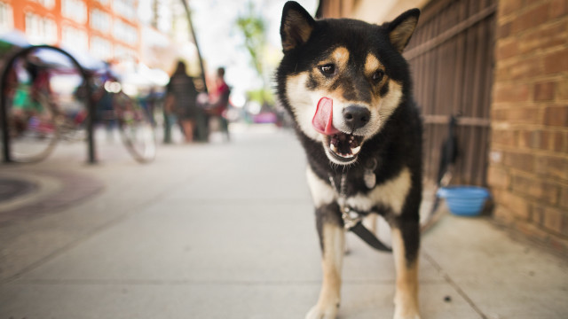 Dog tongue sidewalk building people #2 free wallpaper - medium preview image