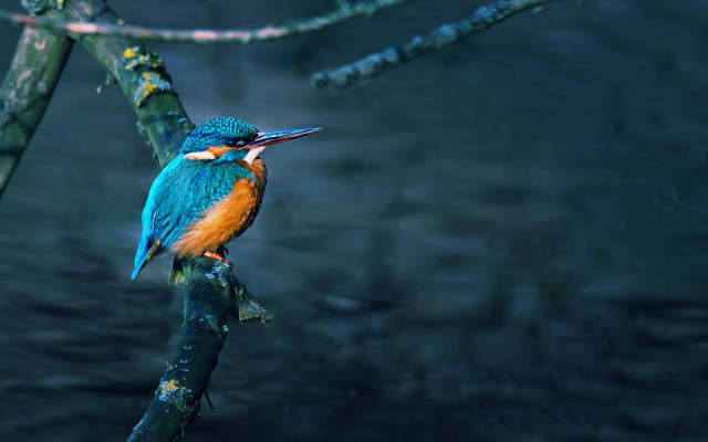 Colorful bird perched branch open #2 free wallpaper - medium preview image