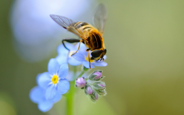Bee flower blue background macro #2 free wallpaper - medium preview image
