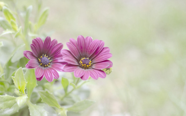 Purple flower bee macro shallow free wallpaper - medium preview image