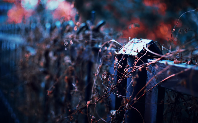Fence vines umbrella blurry city free wallpaper - medium preview image