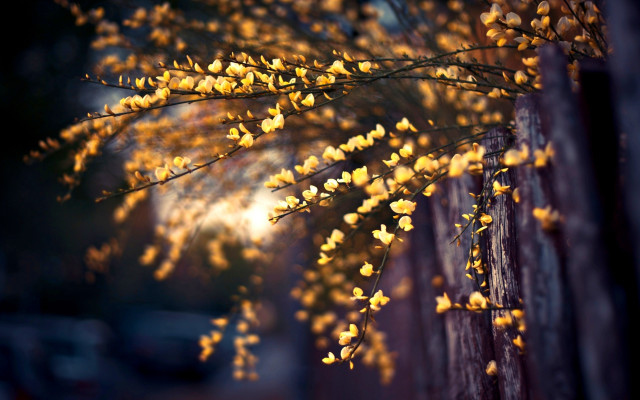 Yellow flower tree fence bokeh free wallpaper - medium preview image