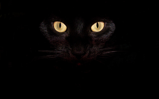 Black cat yellow eyes crescent #4 free wallpaper - medium preview image