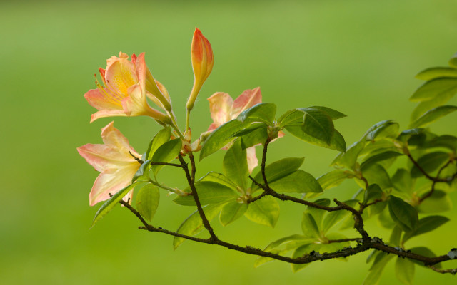 Branch flower grass leaf lily free wallpaper - medium preview image