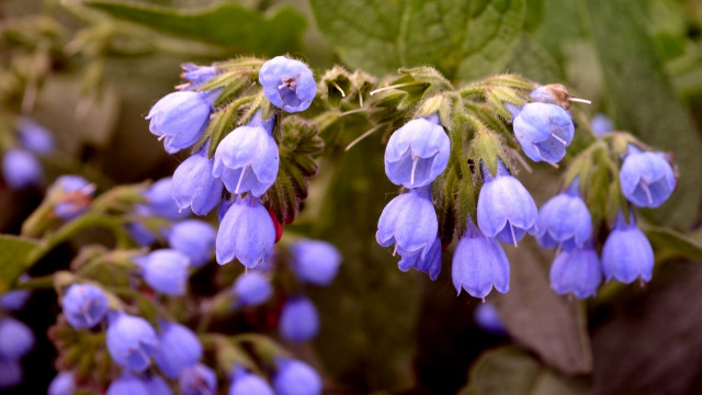 Blue flowers grass leaves macro free wallpaper - medium preview image