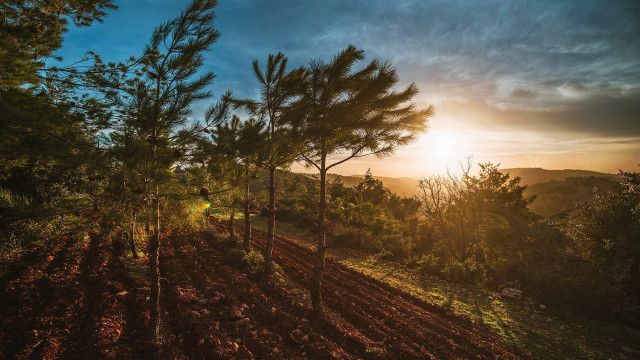 Dirt road sunset forest trees free wallpaper - medium preview image